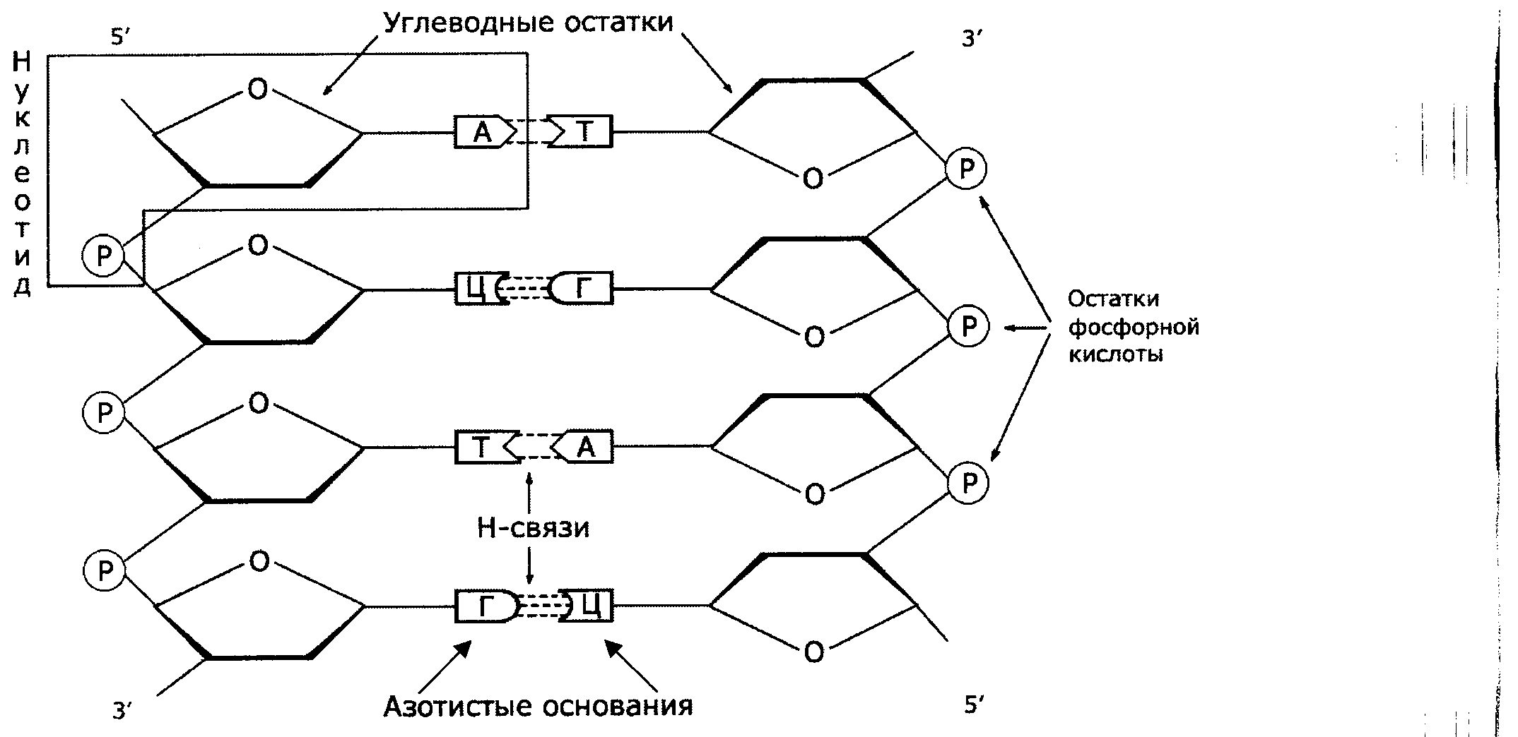 Строение нуклеотида днк рисунок